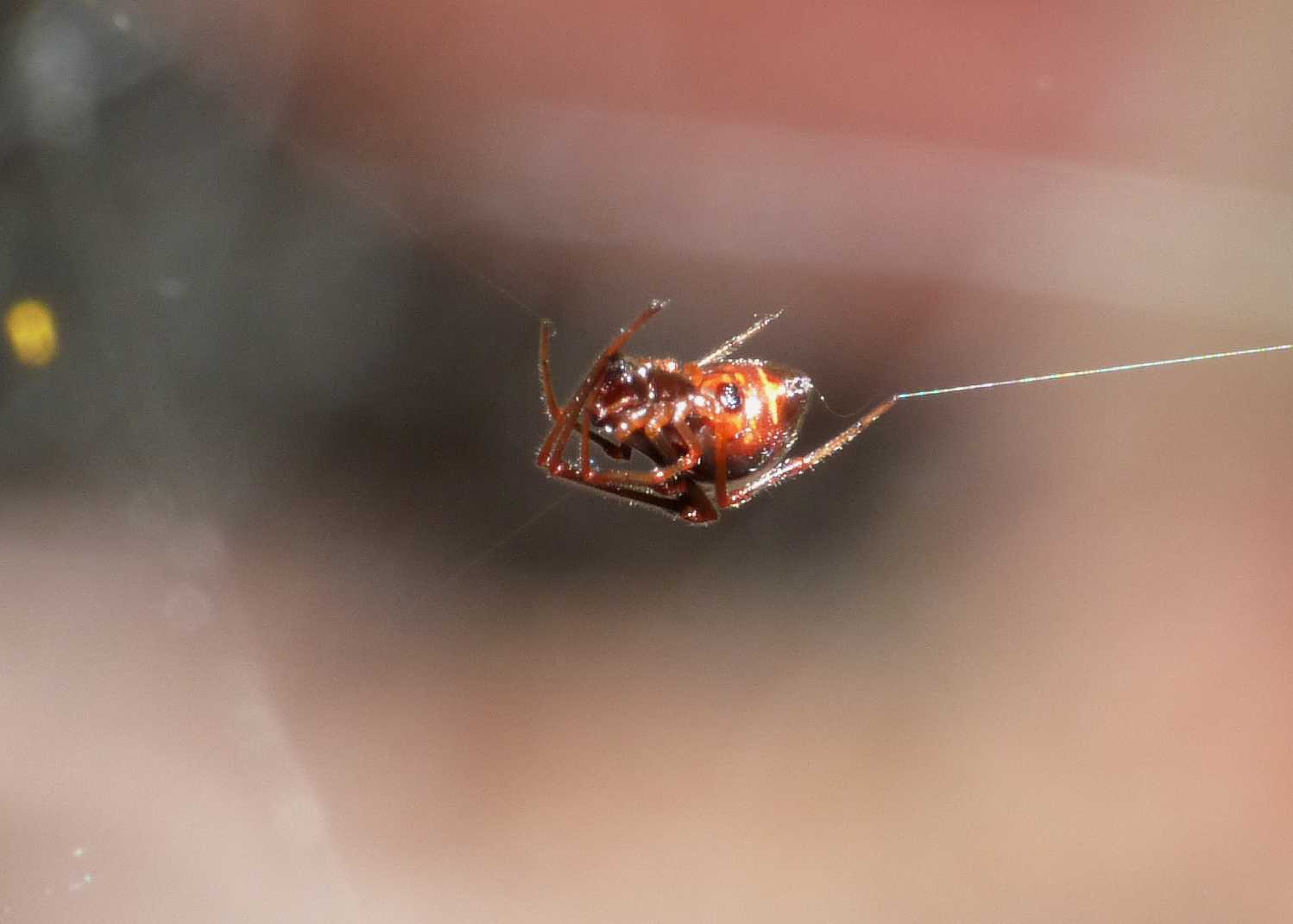 Gli astuti Argyrodes
